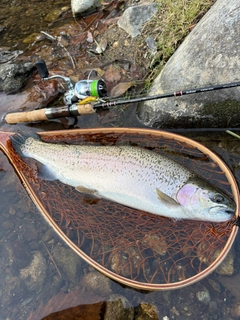 ニジマスの釣果