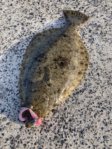 ヒラメの釣果