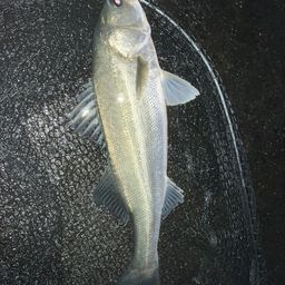 フッコ（マルスズキ）