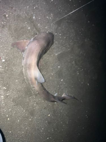 ドチザメの釣果