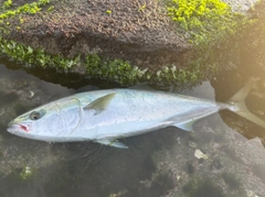 ヤズの釣果