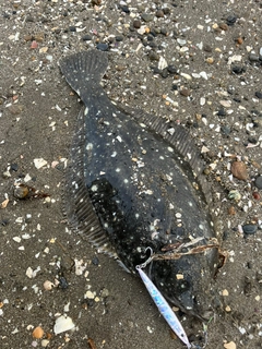 イシガレイの釣果