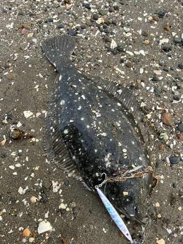 イシガレイの釣果