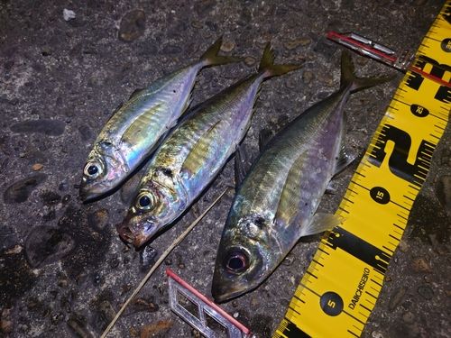 マアジの釣果