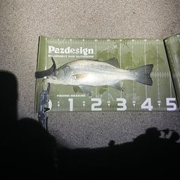 セイゴ（ヒラスズキ）