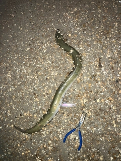 クロアナゴの釣果