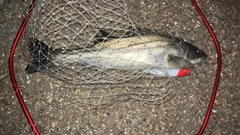 フッコ（マルスズキ）の釣果