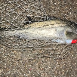 フッコ（マルスズキ）