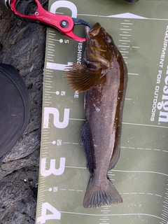 アイナメの釣果