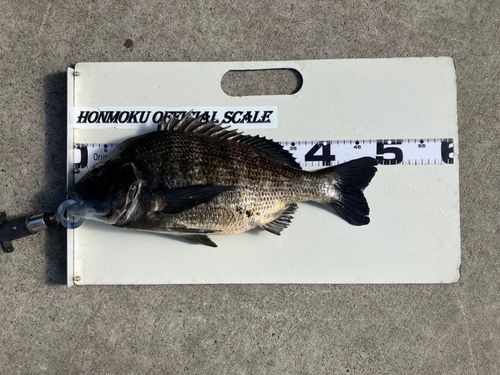 クロダイの釣果