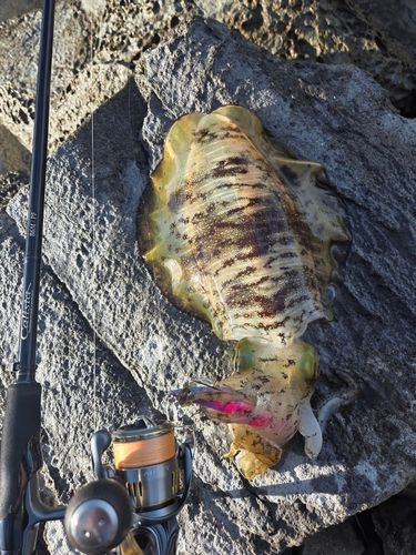 アオリイカの釣果