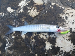 オニカマスの釣果