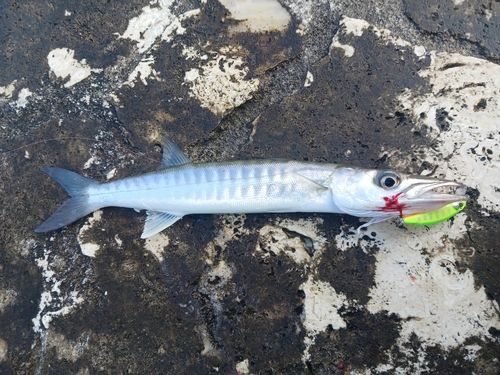 オニカマスの釣果