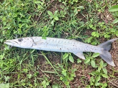 オニカマスの釣果