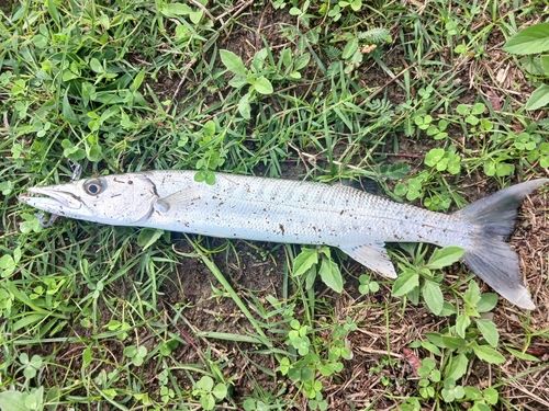 オニカマスの釣果
