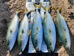 フクラギの釣果