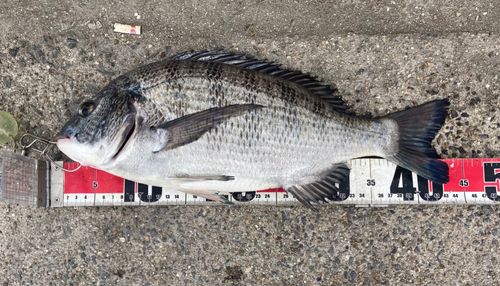 クロダイの釣果