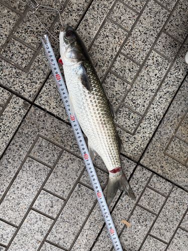 長良川揖斐川合流点