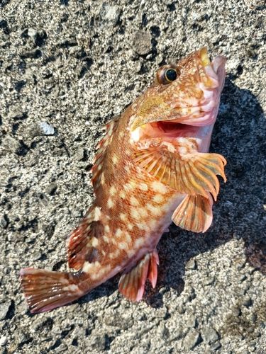 カサゴの釣果