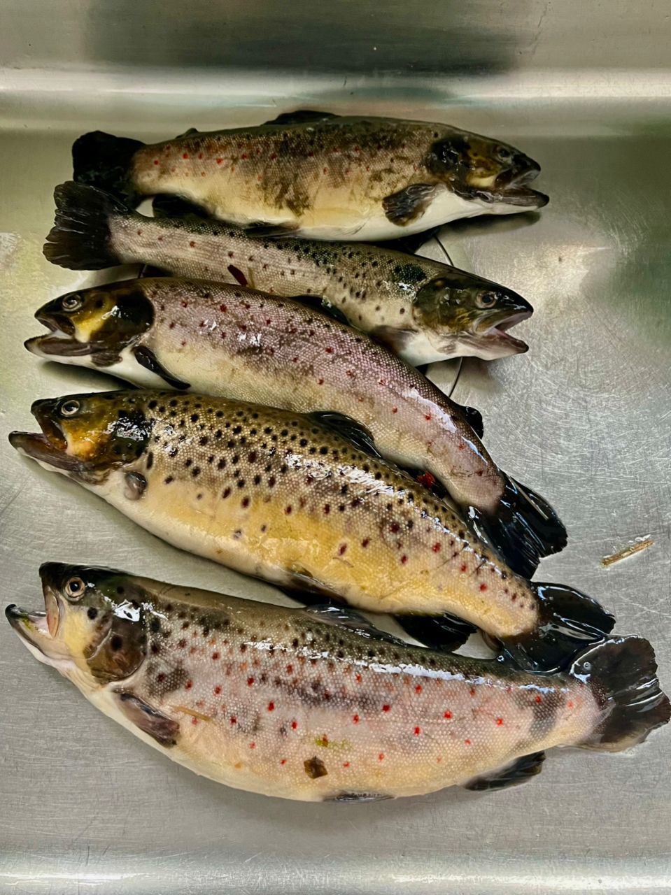 DAIWA 21プレッソ AIR AGS 510XULの最安値・インプレ・釣果 | 本音の