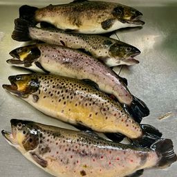 ブラウントラウト