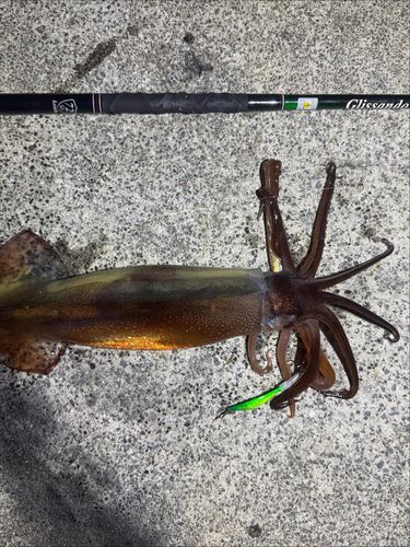 三陸海岸（岩手）