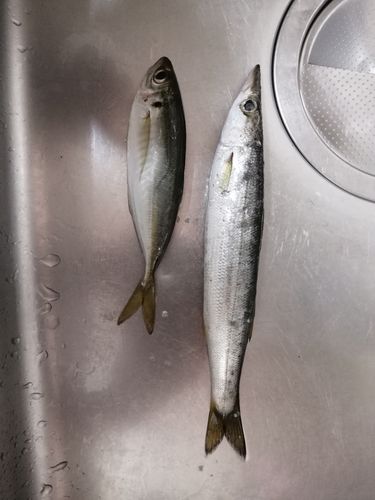 カマスの釣果
