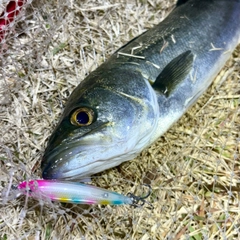 フッコ（マルスズキ）の釣果