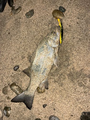 セイゴ（ヒラスズキ）の釣果