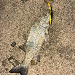 セイゴ（ヒラスズキ）