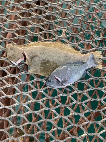 釣り公園シモツピアーランド