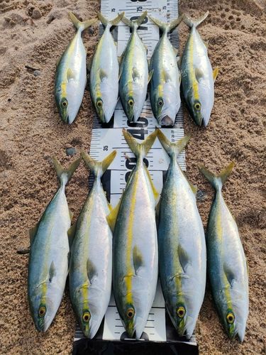 フクラギの釣果