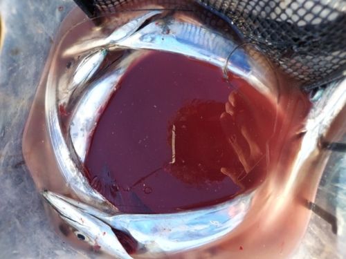 タチウオの釣果