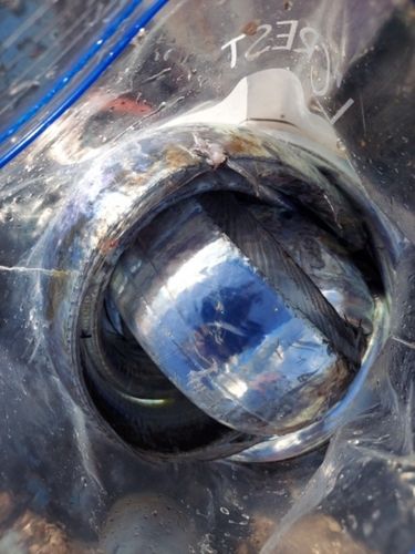 タチウオの釣果