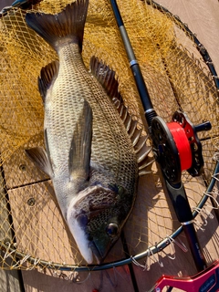 チヌの釣果