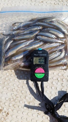 ワカサギの釣果