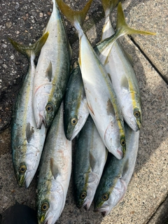 イナダの釣果