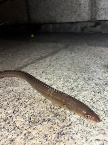 マアナゴの釣果