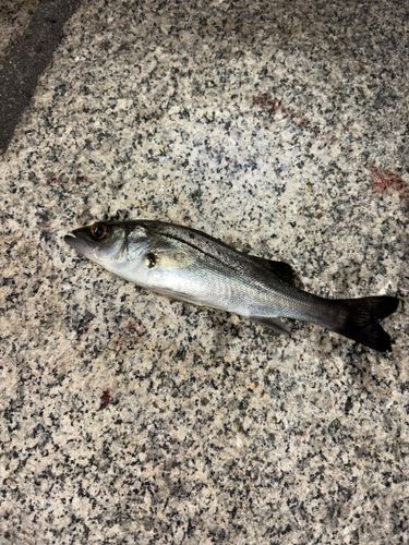 セイゴ（マルスズキ）の釣果