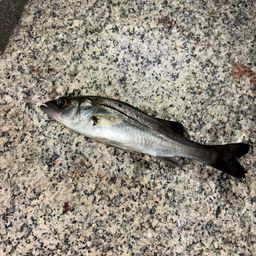 セイゴ（マルスズキ）