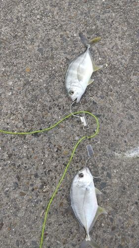 碧南海釣り公園