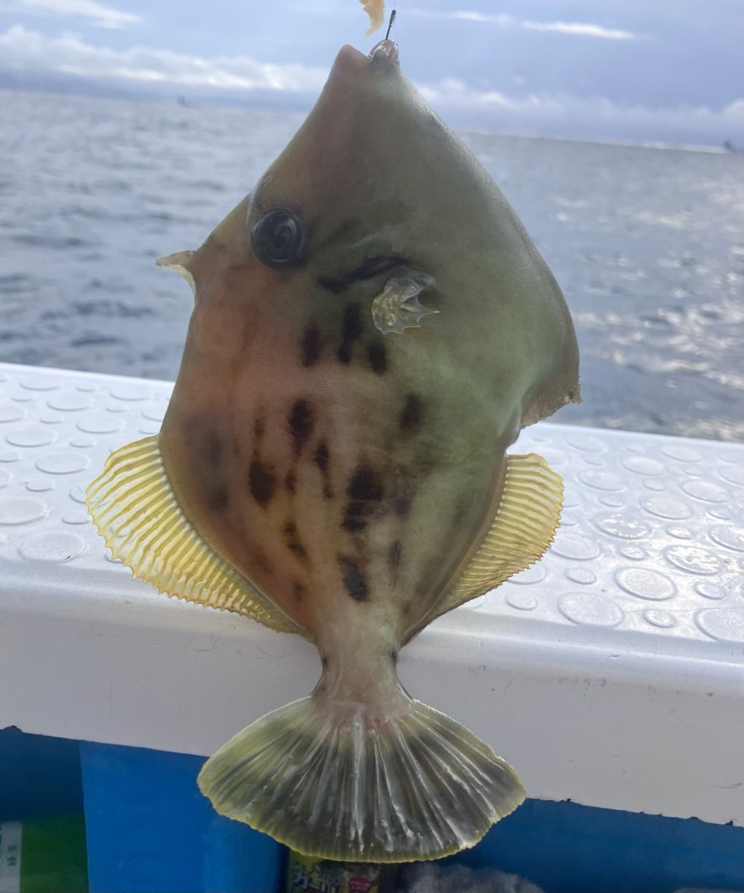 アングラーナーヒャンさんの釣果 3枚目の画像