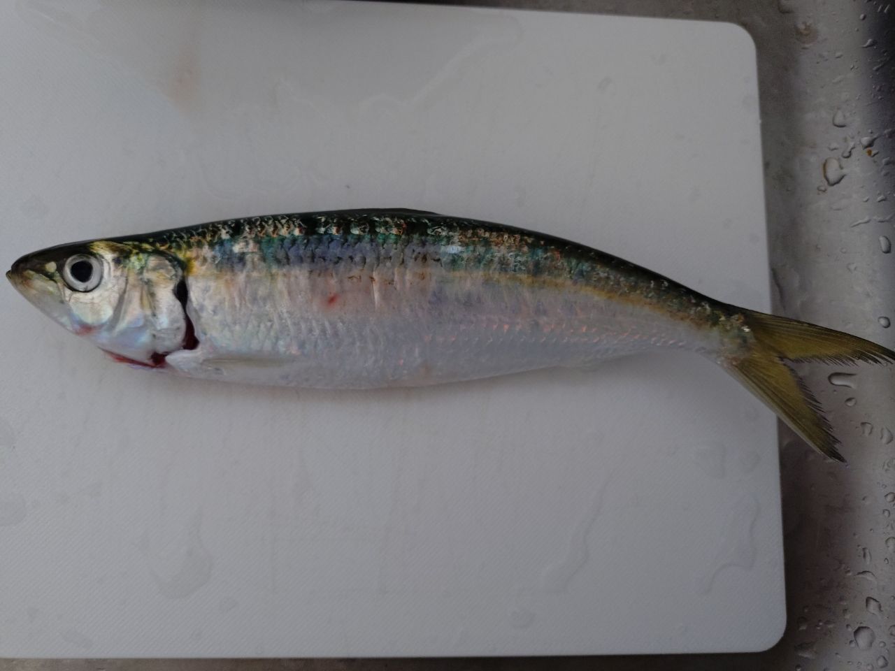 カタボシイワシ