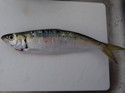 カタボシイワシの釣果