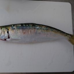 カタボシイワシ