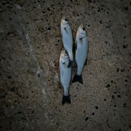 セイゴ（マルスズキ）