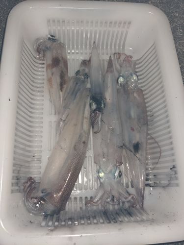 ヤリイカの釣果