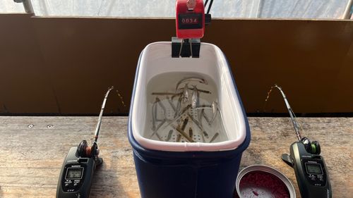 ワカサギの釣果