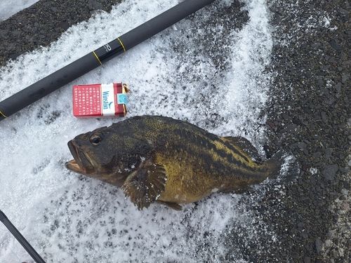 シマソイの釣果