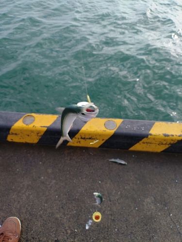 サッパの釣果